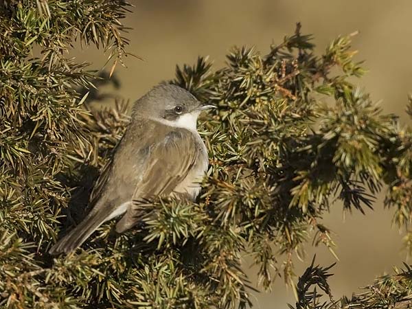 Hernekerttu, Lesser Whitethroat, Sylvia curruca